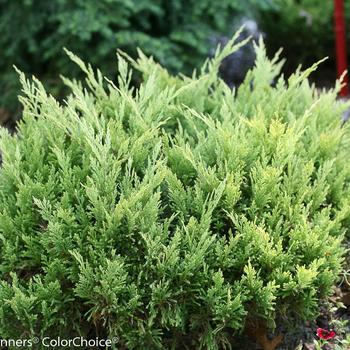 Juniperus horizontalis 'Good Vibrations&reg; Gold' (316567)