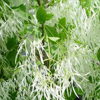 Chionanthus virginicus 'Spring Fleecing' (316569)