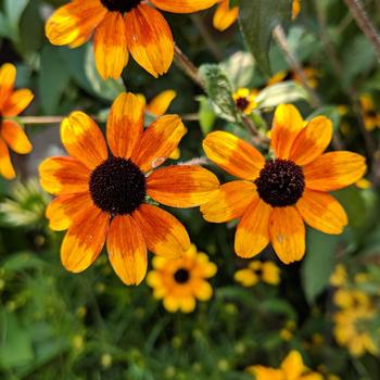 Rudbeckia triloba 'Prairie Glow' (316570)