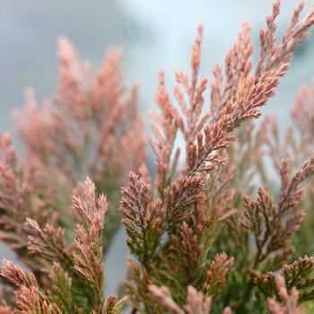 Juniperus horizontalis 'Hegedus' PP22743