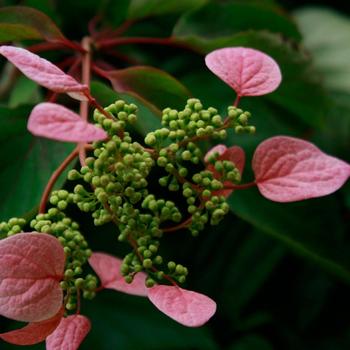 Schizophragma hydrangeoides 'Roseum' 