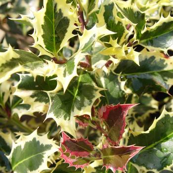 Ilex aquifolium 'Santa's Delight®' (316573)