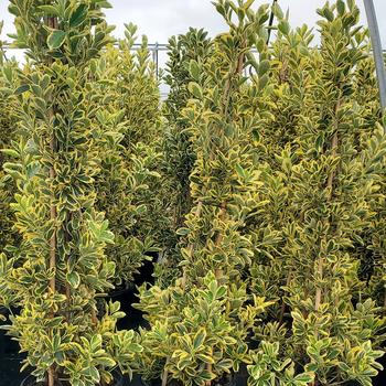 Euonymus japonicus 'Chollipo' 