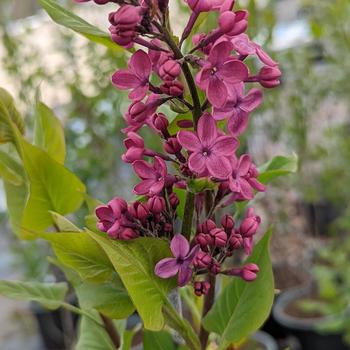 Syringa 'Declaration' (316575)