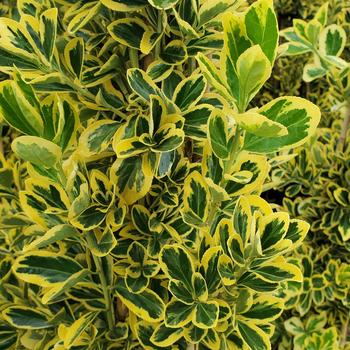 Euonymus japonicus 'Chollipo' (316576)