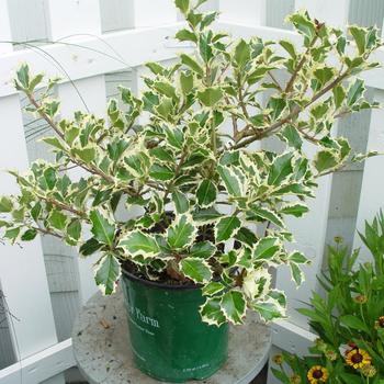 Ilex aquifolium 'Sadezam' USPP24756P2