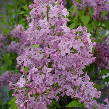 Syringa x hyacinthiflora 'Asessippi' (316578)