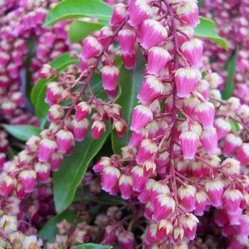Pieris japonica 'Valley Valentine' 