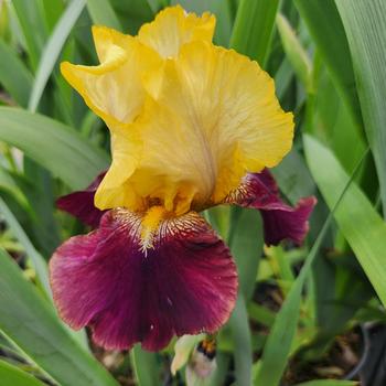 Iris germanica 'Blatant' 