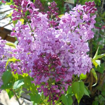 Syringa x hyacinthiflora 'Asessippi'