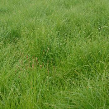 Carex appalachica