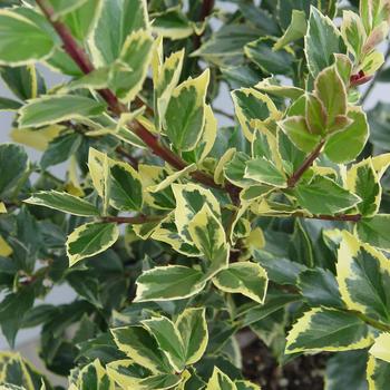Ilex x meserveae 'Honey Maid' PP12060