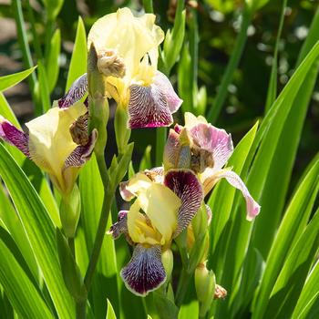 Iris germanica 'Blatant' (316590)