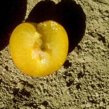 Prunus salicina 'Shiro' 