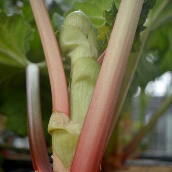 Rheum rhabarbarum 'Victoria' (316593)