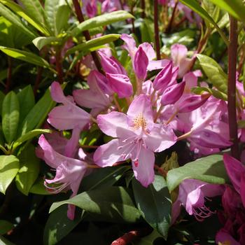 Rhododendron maximum 'Independence'