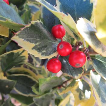Ilex x meserveae 'Honey Maid' (316596)