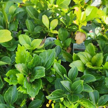 Pachysandra terminalis 'Green Carpet'