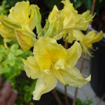 Rhododendron Northern Lights hybrid 'Lemon Lights' (316599)
