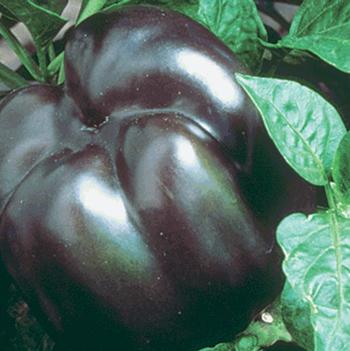 Capsicum annuum 'Purple Beauty' 