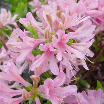 Rhododendron Northern Lights hybrid 'Orchid Lights'