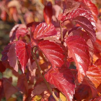 Viburnum dentatum 'Red Feather&reg;' J.N. Select