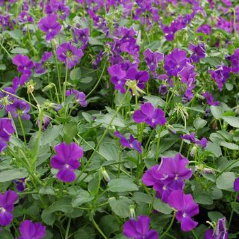 Viola 'Purple Showers' (316604)