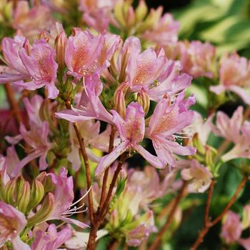Rhododendron Northern Lights hybrid 'Orchid Lights' (316605)
