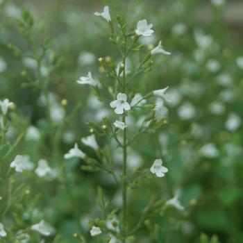 Calamintha nepeta ssp. glandulosa 'White Cloud'