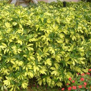 Schefflera arboricola 'Trinette'