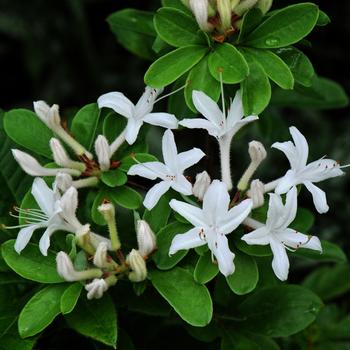 Rhododendron viscosum