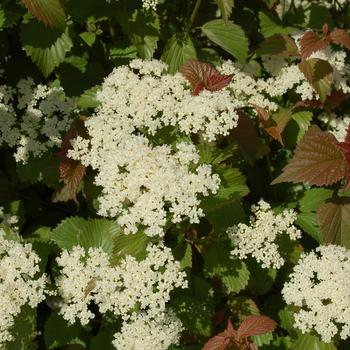 Viburnum dentatum 'Red Feather&reg;' (316610)