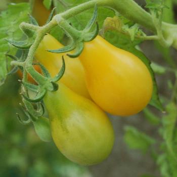 Lycopersicon esculentum 'Yellow Pear' PP20209P2