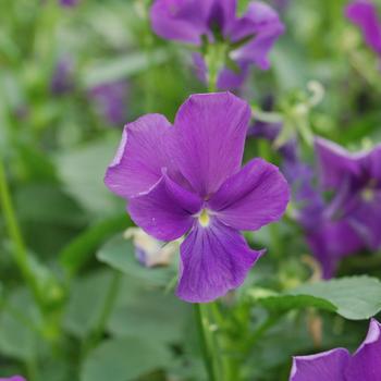 Viola 'Purple Showers' 
