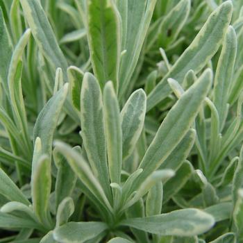 Lavandula x intermedia 'Silver Edge' 