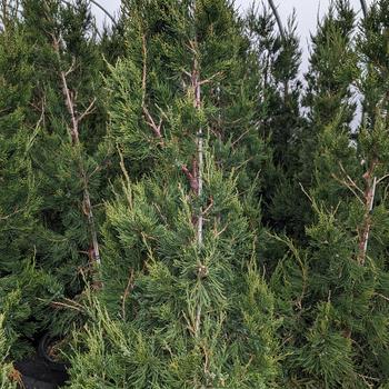 Juniperus chinensis 'Hetzii Columnaris' 