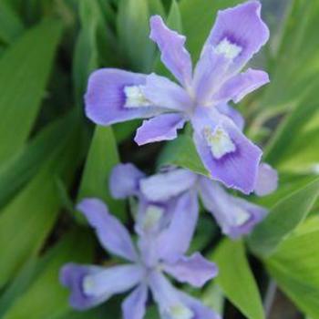 Iris cristata