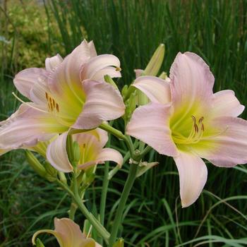 Hemerocallis 'Catherine Woodbury' 