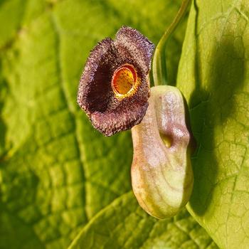 Aristolochia macrophylla '' (316621)