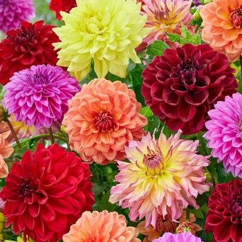 Dahlia 'Red Velvet' PP19603P2