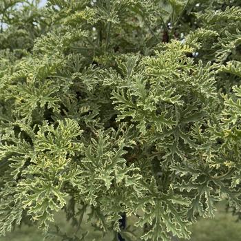 Pelargonium 'Lady Plymouth' (316653)