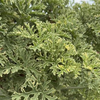Pelargonium 'Lady Plymouth' 