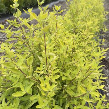 Caryopteris x clandonensis 'Gold Crest' PP32310