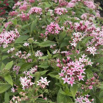 Pentas lanceolata 'Kaleidoscope Appleblossom' (316657)