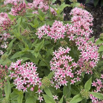 Pentas lanceolata 'Kaleidoscope Appleblossom' (316658)