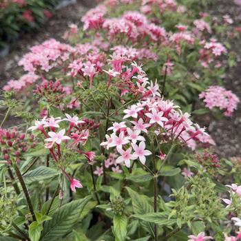 Pentas lanceolata 'Kaleidoscope Appleblossom' (316659)