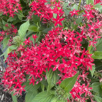 Pentas lanceolata 'Lipstick' PP24112P3