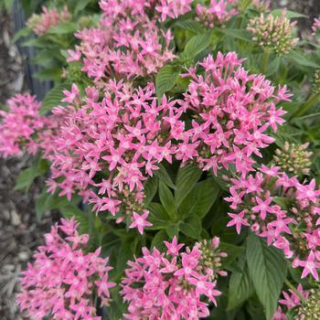 Pentas lanceolata