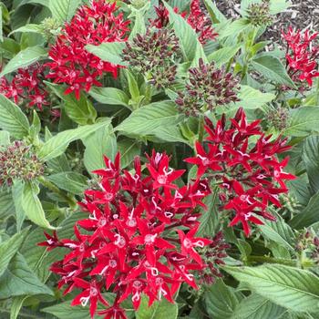 Pentas lanceolata Graffiti® 'Red Velvet' (316663)