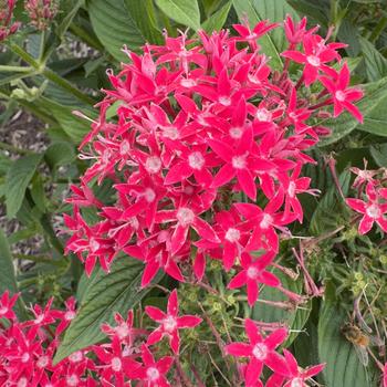 Pentas lanceolata Graffiti&reg; '' (316664)